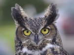 Horned Owl