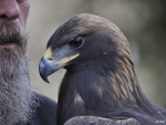 Golden Eagle