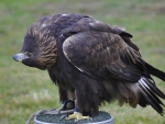 Golden Eagle