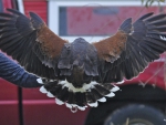 Thompsons Hawk