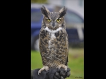 Horned Owl