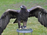 Golden Eagle