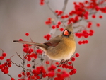 Bird Sitting on Red Flower Stem