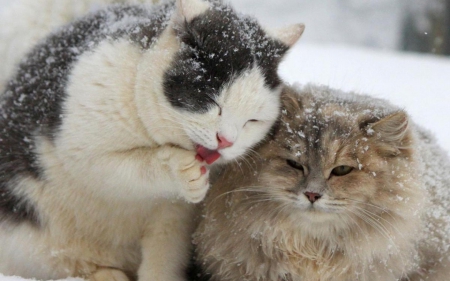 Cute Winter Cats - cute, cats, winter, animals