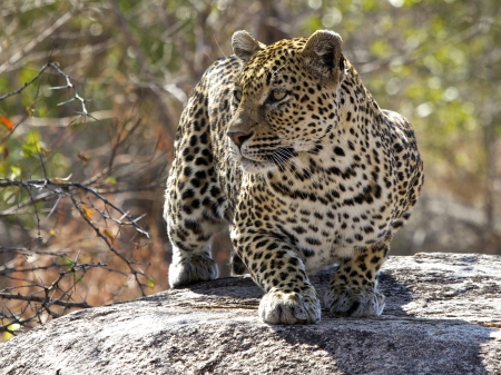 female leopard - leopard, animal, snow leopard, snow, desktop, cat, wallpaper