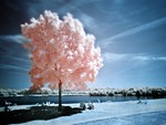 pink tree