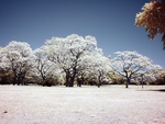 Jacaranda Trees