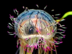 Amazing Jellyfish