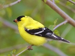 American Goldfinch