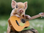 Funny piglet