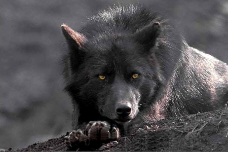 YELLOW EYES - Yellow, nature, Black, Eyes, Wolf, animals