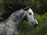 Hispano Arabian Stallion Close Up