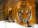 Tigre des neiges