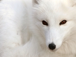 Renard des neiges