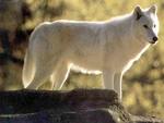 white wolf