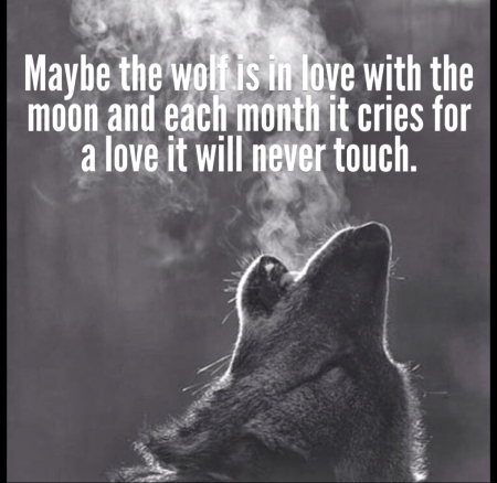 wolf wisdom