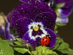 ♥ lovely pansy for my friend Andonia ♥