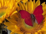 Red Butterfly on Sunflowers