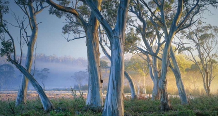 Snow Gumtree - St Clair National Park, Tasmania, Australia, Snow Gumtree