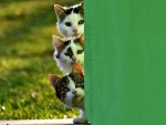 Three Curious Cats