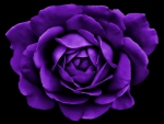 Petals in purple