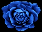 Petals in blue