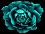 Petals in aqua