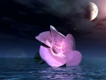 Moon flower