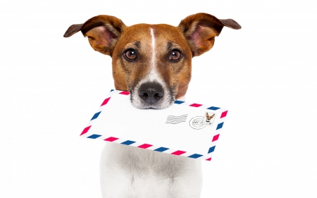 You've got mail - white, animal, funny, cute, letter, dog, caine, puppy