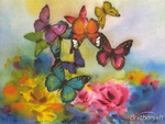 Colourful Butterflies