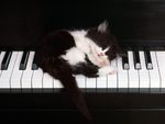  Piano and Kitten