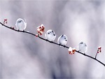 Small White Birds