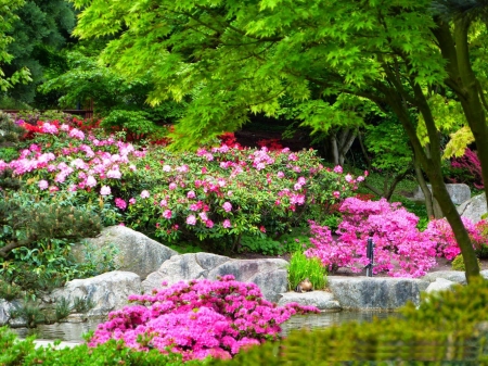 Japanese Garden in Hamburg - blossoms, colors, germany, summer