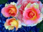 Beauty roses for Nexus friends