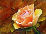 Autumn's rose