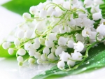 Lily of the Valley