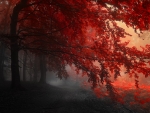 red autumn forest