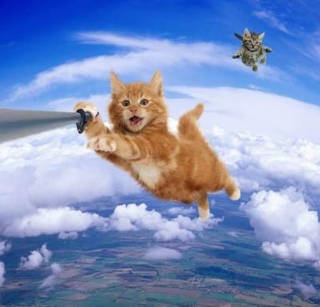 Flying cats - flying, cats, animals, funny