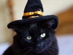 cute black witch