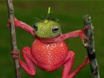 Strawberry frog for Di