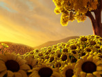 Sunflowers