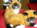 Foxy Kitties