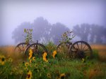 A Mystical Moody Morning