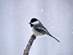 Coal Tit in winter