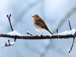 Robin in winter