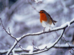 Robin in a cold winter