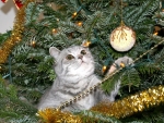 Kitty on a Christmas Tree