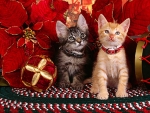 Christmas kittens