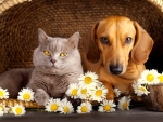 Cat and dog