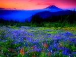 Mountain wildflowers